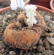 Sinningia leucotricha brazilia for sale  BRISTOL