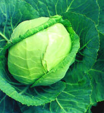 Cabbage seed late for sale  Etowah