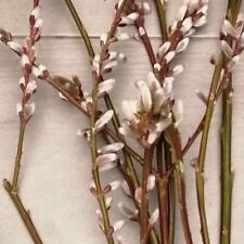 Japanische drachenweide sekka gebraucht kaufen  Langenleuba-Niederhain