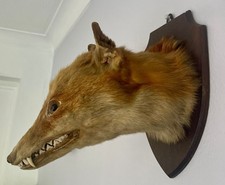 taxidermy fox for sale  HAYWARDS HEATH