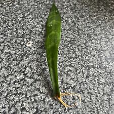 Sansevieria black coral for sale  LONDON