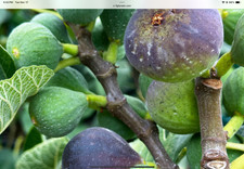 Fresh fig cuttings for sale  Vancouver