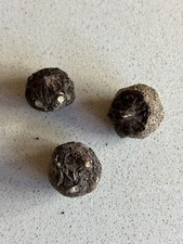 Sauromatum venosum small for sale  OXFORD