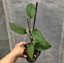 Monstera plant pot for sale  Sanford