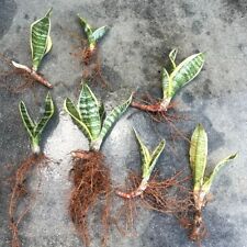 Live plant golden for sale  Fort Pierce