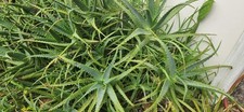 Bulk aloe arborescens for sale  Palm Bay