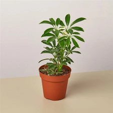 House plant schefflera d'occasion  Expédié en Belgium