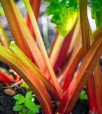 Victoria rhubarb heirloom for sale  Southampton