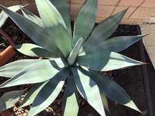 Agave franzosinii blau gebraucht kaufen  Nünchritz