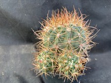 Ferocactus viridescens littora usato  Massafra