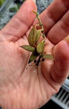 Hoya microdwarf rooted for sale  KEIGHLEY