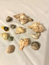 Hermit crab shell for sale  Cresco