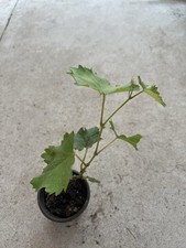 Kyoho grape pot for sale  La Puente