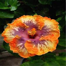 Seeds orange purple for sale  Goldsboro