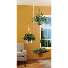 Bandwagon indoor plant for sale  Edison