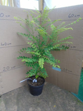 Sophora japonica 1.5 for sale  TAUNTON