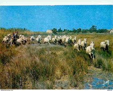 Animals horses camargue d'occasion  Expédié en Belgium