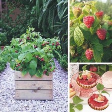 Rubus idaeus rustica d'occasion  Pouzauges