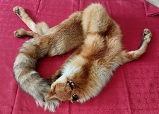 Pelzstola echtem rotfuchs gebraucht kaufen  Heidenheim an der Brenz