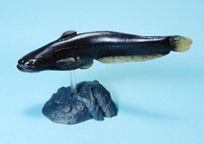 Yujin freshwater fish for sale  Fresno