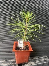 plant potted pine tree for sale  Martin