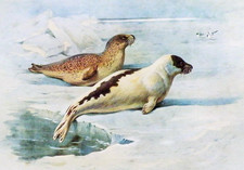 Ringed seal harp for sale  NELSON