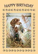 German wirehaired pointer for sale  COLEFORD