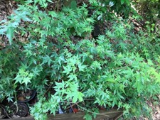 Landscape plants japanese for sale  Blairsville