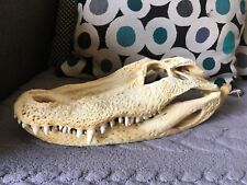 Alligator skull minor for sale  Indianapolis