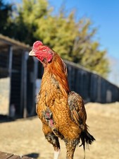 Indian aseel asil for sale  Danville