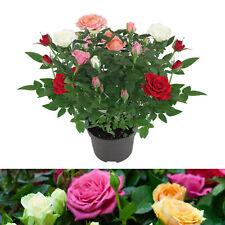 Rose indoor quattro for sale  GLASGOW