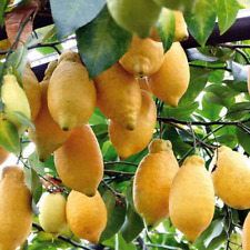 Usado, CITRUS LIMON   "LIMONE LUNARIO " -10 SEMI FRESCHI comprar usado  Enviando para Brazil