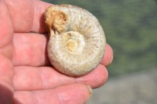 Ammonite cadomites orbignyi d'occasion  Pont-à-Mousson