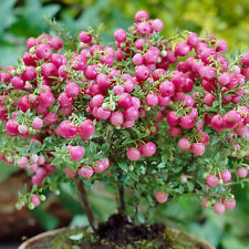 mulberry bush for sale mulberry bush for sale UK