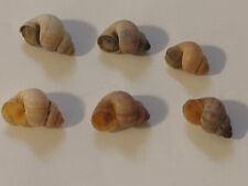 Conchiglia shell pomatis usato  Piombino