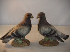 pigeon dove for sale  ROSS-ON-WYE
