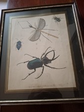 Georgian insects print for sale  ST. LEONARDS-ON-SEA