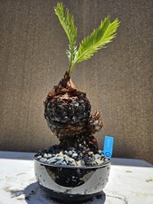 Old sago palm for sale  Westminster