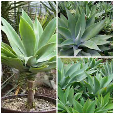 Graines agave attenuata usato  Nizza di Sicilia