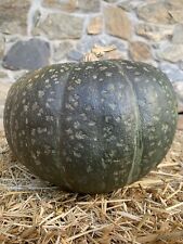 Zucca zuccurí siciliana usato  Cagliari