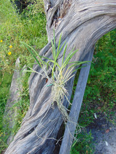 Tuberculata nodosa bloom for sale  Arcadia