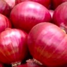 Red creole onion for sale  Minneapolis