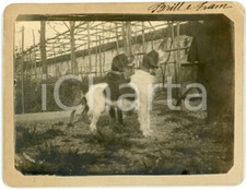 1900 lombardia cani usato  Milano
