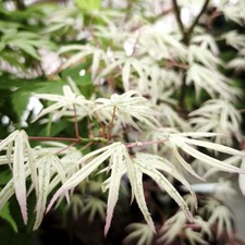 Erable japon acer d'occasion  Gien