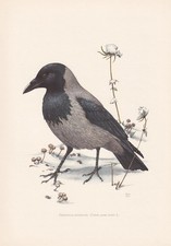 1960 hooded crow for sale  BIDEFORD