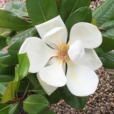 Magnolia grandiflora françois d'occasion  Pouzauges
