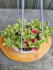Dorotheanthus mezoo trailing for sale  Middletown