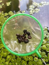 Black ramshorn snails for sale  Long Beach