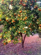 Dwarf mandarin orange for sale  Saint Augustine