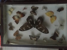 Collection papillons encadreme d'occasion  Janzé